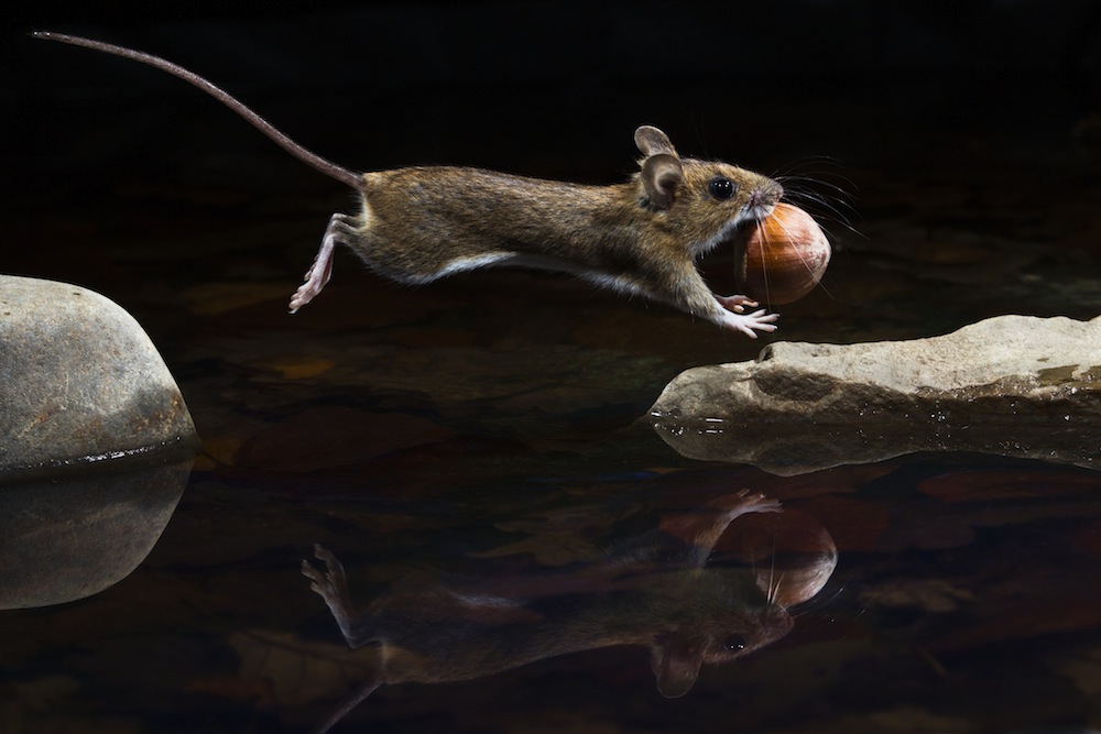 "Yellow-necked mouse", Carsten Braun (Tyskland)