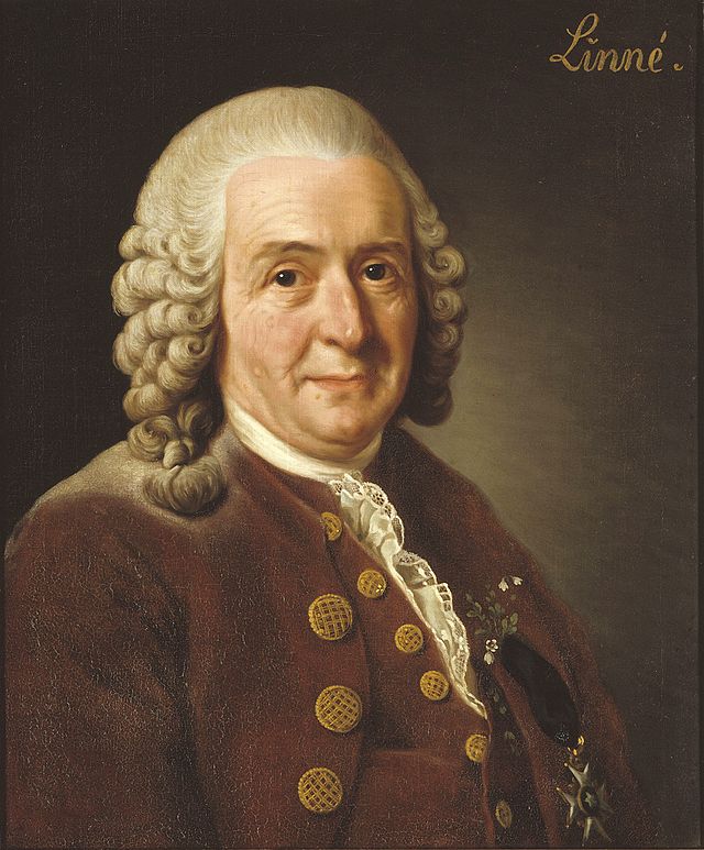 Carl von Linné via Wikimedia