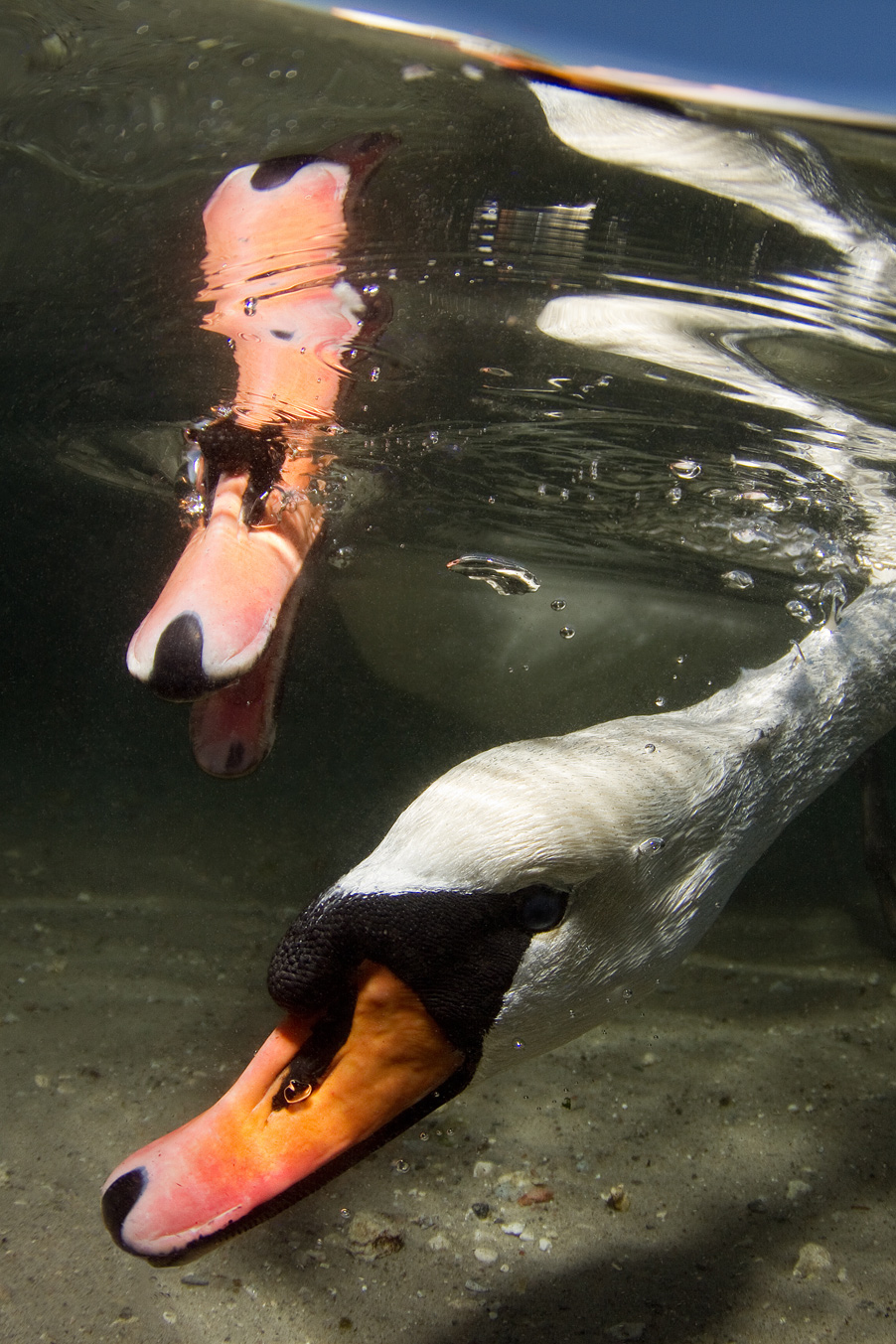 Knölsvan – Cygnus olorVi ser ofta svanar stå på huvudet i vattnet. Så här kan det se ut under ytan när de betar. De lever av vattenväxter som de når genom att ”beta” från sjöbottnen. Denna bild visar svanen under ytan. Foto: Jonna Bergström, årets naturfotograf 2013