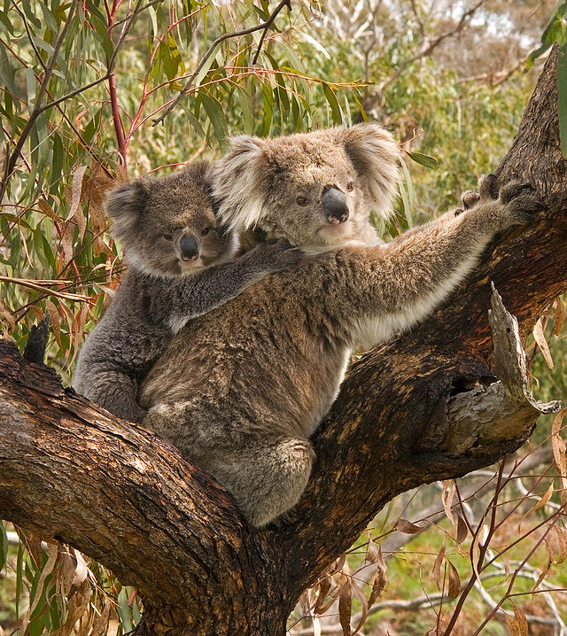 Koala med unge. Foto: Benjamint444 via Wikimedia