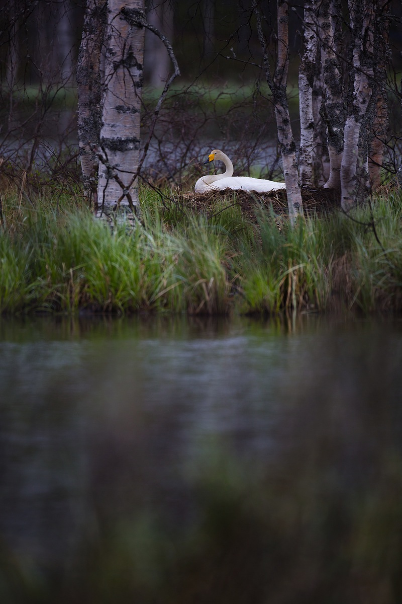 Det känns som att det häckar ett par sångsvan i de flesta större sjöar runt Kuusamo. 