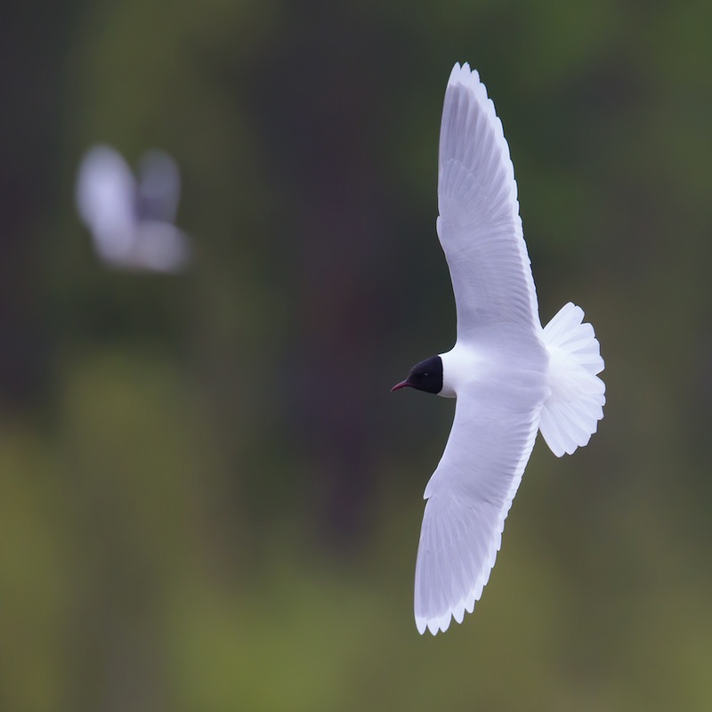 Den vackra dvärgmåsen, Kuusamos vanligaste vitfågel, fångar insekter tätt ovanför skogssjöarnas vattenytor.