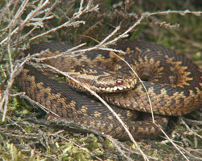 Huggorm – Natursidan