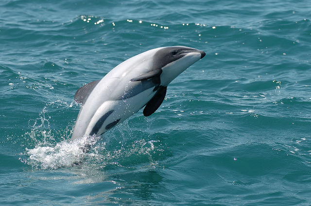 Mauis delfin. Foto: Earthrace Conservation via Flickr https://www.flickr.com/photos/earthraceconservation/