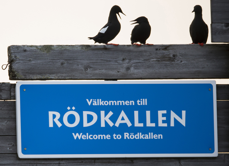 Tobisgrisslor på Rödkallen. Foto: Johannes Rydström