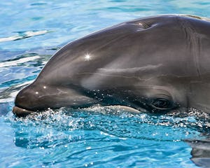 Delfin. Foto: Mark Interrante via Wikimedia