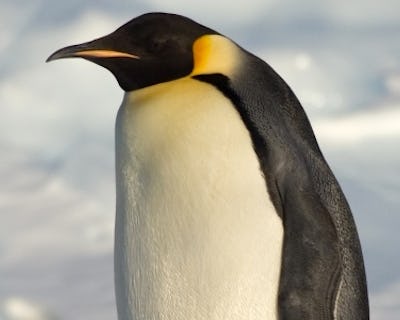 Pingviner – Natursidan