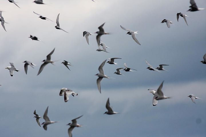 Det finns fortfarande gott om havsfåglar på Island, men hur länge? Foto: Peder Winding