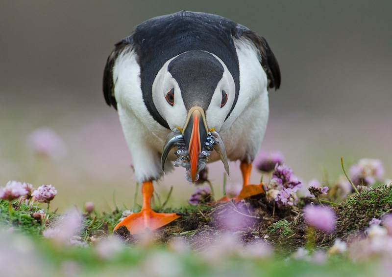 Lunnefågel med näbben full av mat. Foto: Johan Siggesson