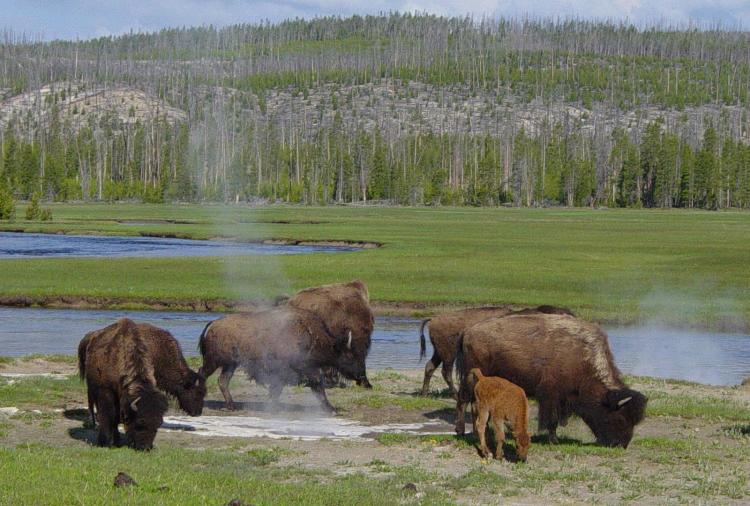 Bisonoxar i Yellowstone. Foto: Saforrest via Wikimedia