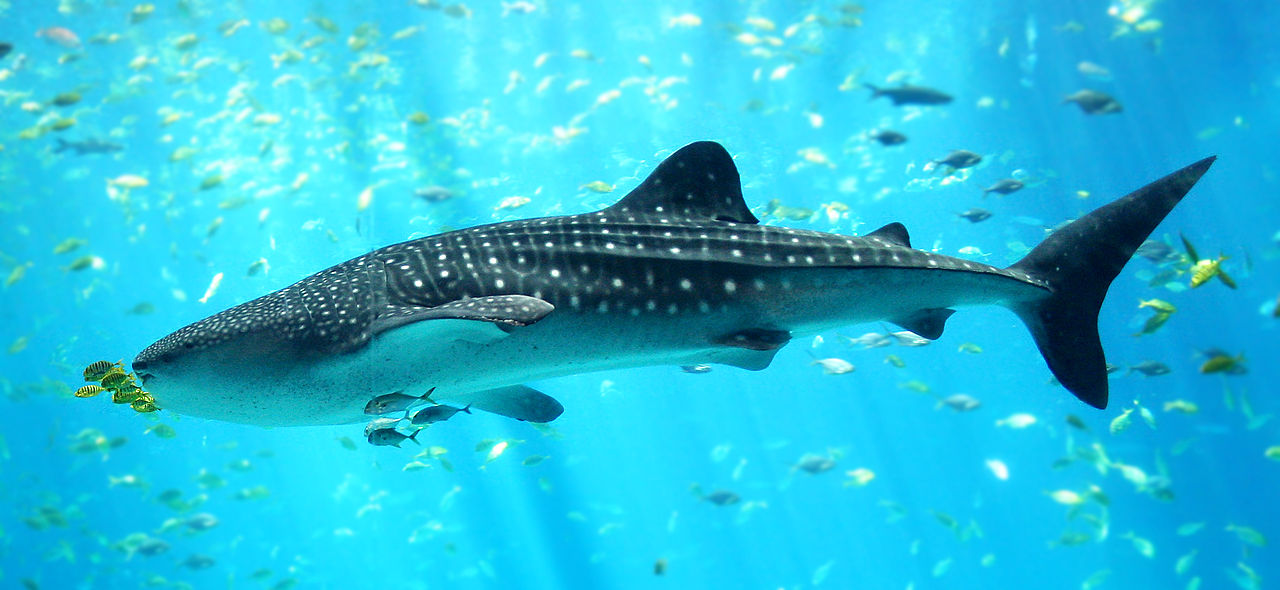 Valhaj i akvarium. Foto: Zac Wolf via Wikimedia