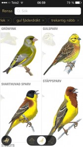 Förslag på urvalet gul, liten fågel med trekantig näbb.