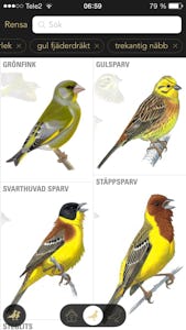 Förslag på urvalet gul, liten fågel med trekantig näbb.