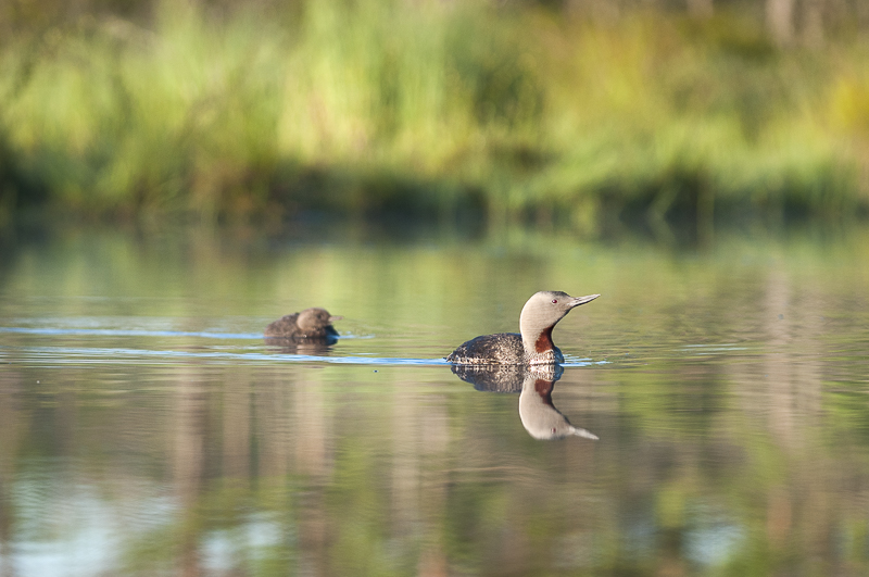 Red-throated Loon with the kids on Knuthöjdsmossen. Photo: Cecilia Rudengren