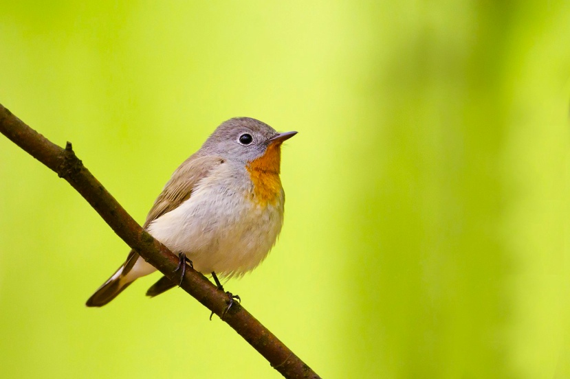 Red-breasted Flycatcher. A classic Art in Northern grove at Ottenby. Photo: Daniel Pettersson