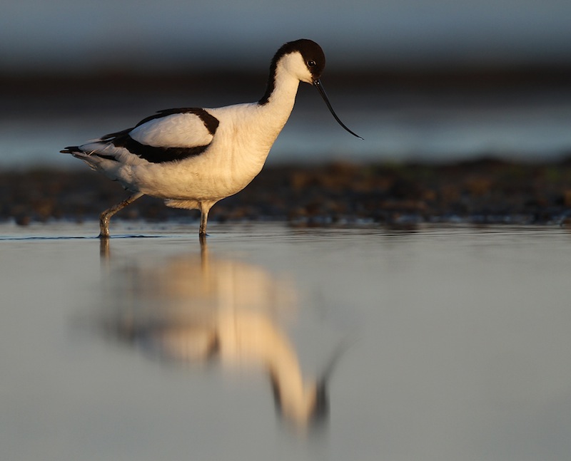 Avocet, one of the species that can be seen wading along the beaches in late summer. Photo: John Rydstrom
