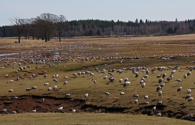 Cranes at Hornborgasjön. Photo: Erik Hansson