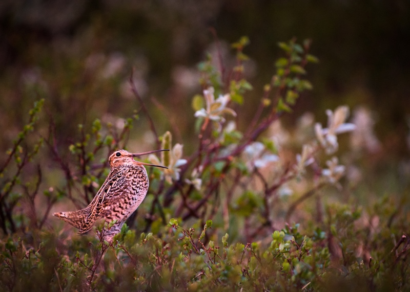 Dubbelbeckasinspel. Photo: Marie Mattsson