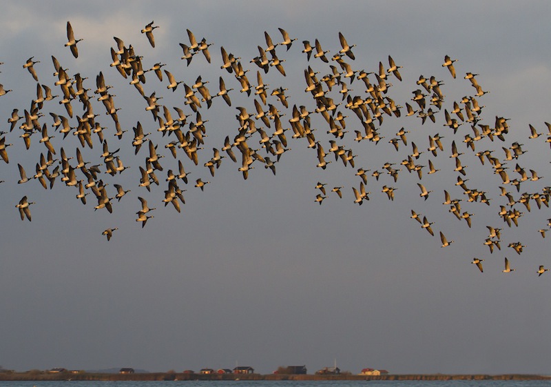 Flock of geese itkindade. Photo: John Rydstrom