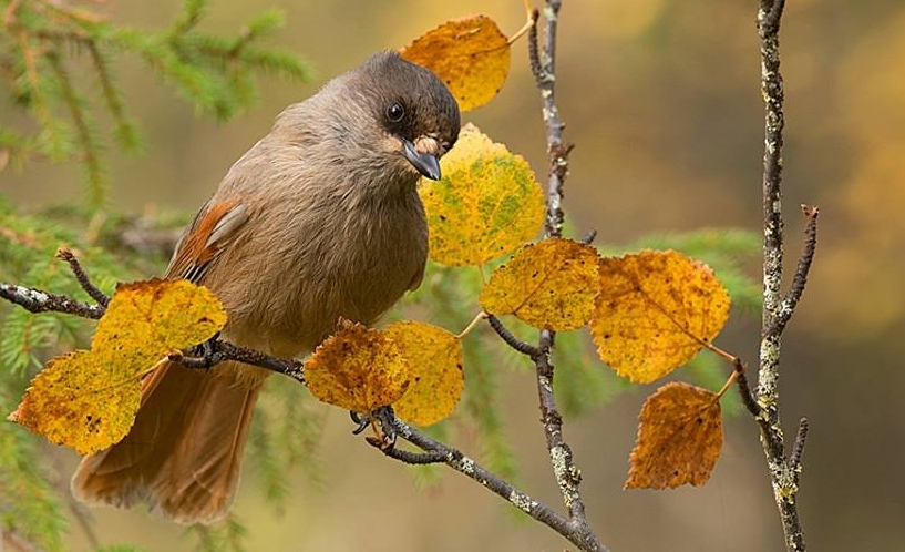 Siberian jay. Photo: Ms Falk