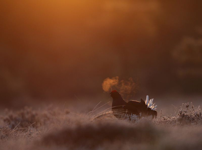 Grouse. Photo: John Rydstrom