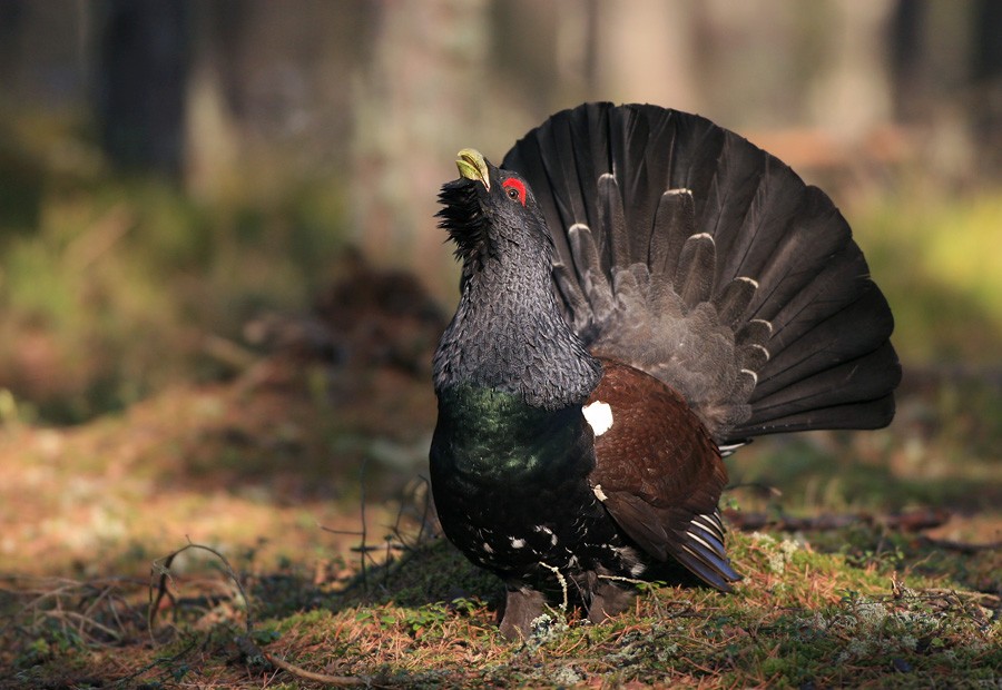 Capercaillie. Photo: Daniel Pettersson