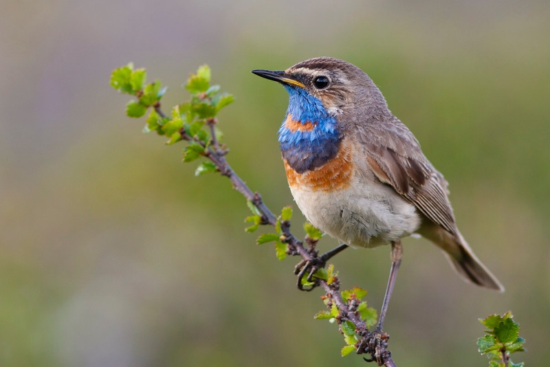 Bluethroat in Abisko. Photo: Daniel Pettersson