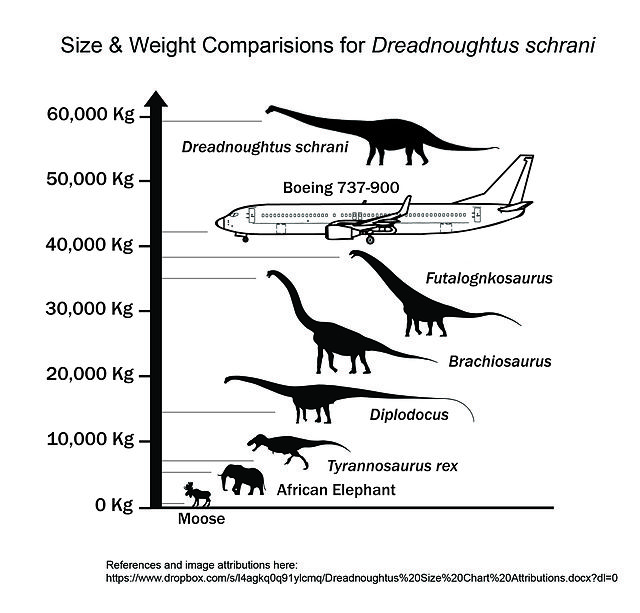Vikt- och längdjämförelse för Dreadnoughtus schrani. Bild: Lacovara Lab via Wikimedia