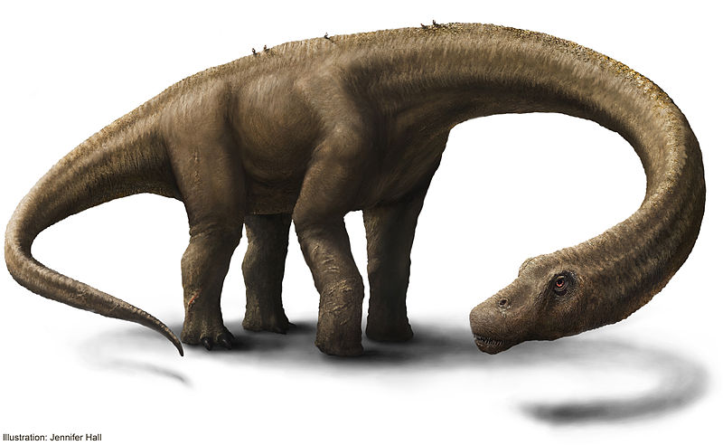 3D-rekonstruktion av en Dreadnoughtus schrani. Bild: Jennifer Hall via Wikimedia
