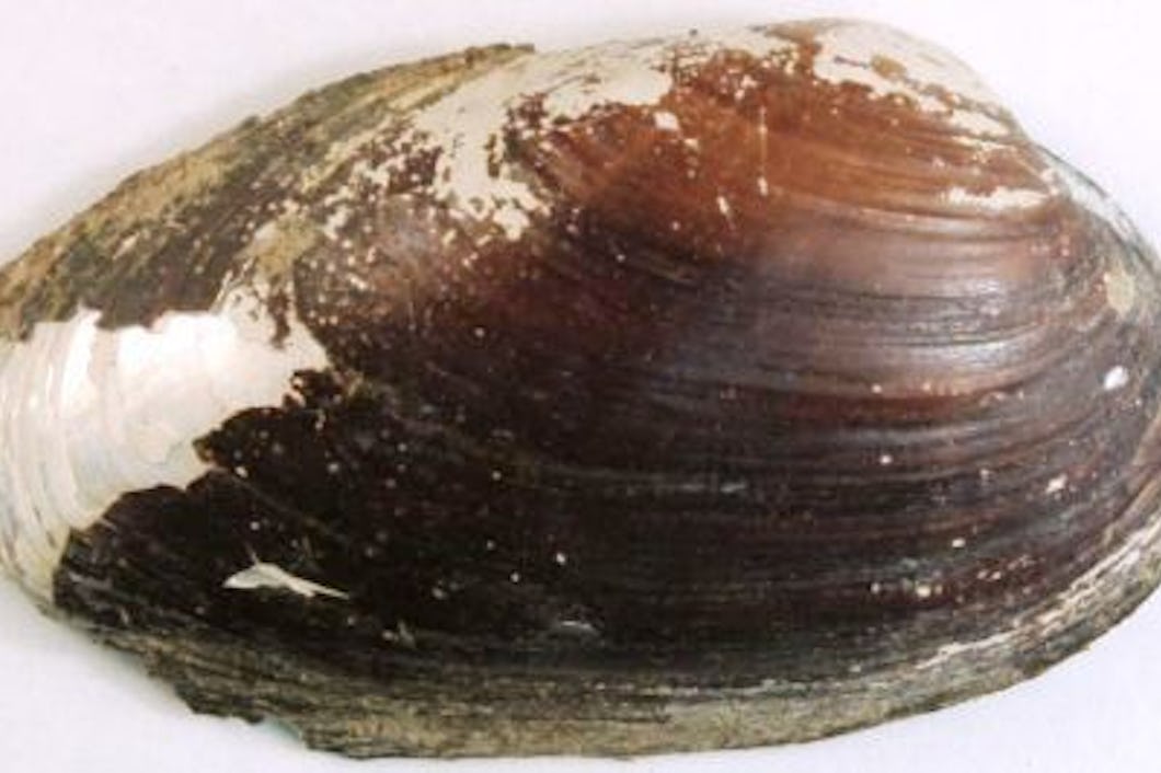 Yalangoch tanasi bolgan erkaklarning fotosuratlari Rus tiliga tarjimasi bilan Rim pornosini tomosha qiling