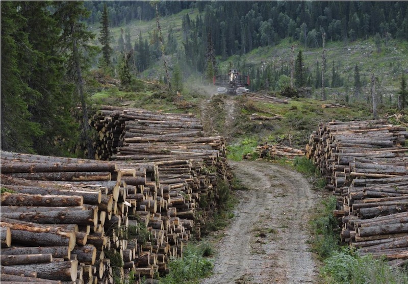 Skogsavverkningen i Ströms Vattudal. Foto: Fältbiologerna