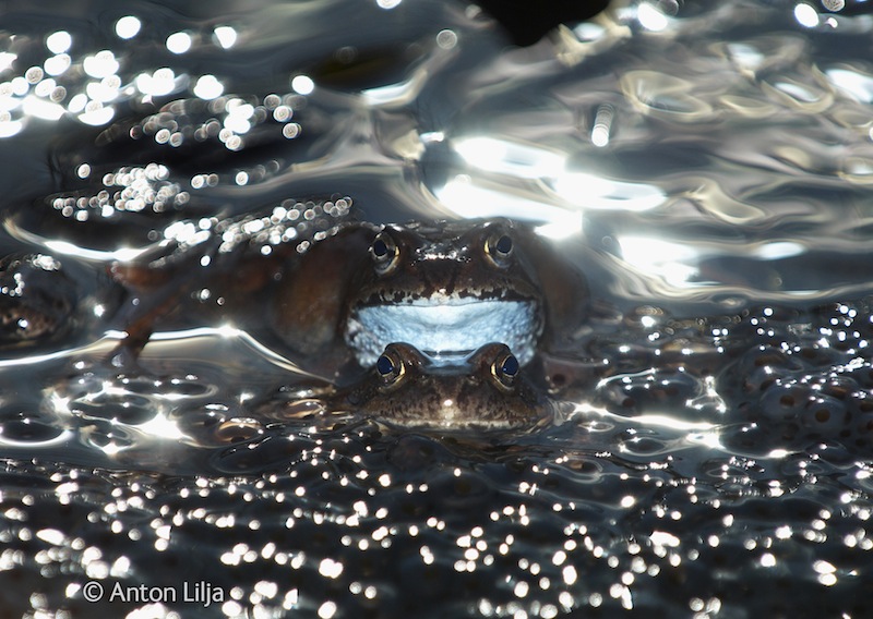 Common Frogs (Rana temporaria) breeding in a waterpuddle surrounded with spawn