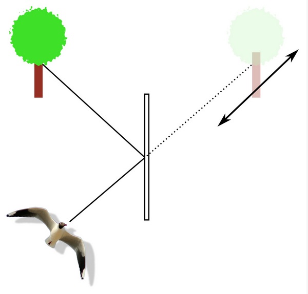 Bild ur Olle Håstad​s och Anders Ödeens forskningsrapport som illustrerar hur fågeln fokuserar på trädet istället för rutan. 