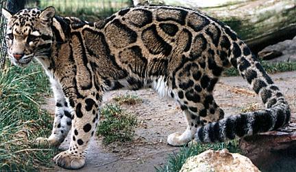 tradleopard-wiki-Neofelis_nebulosa