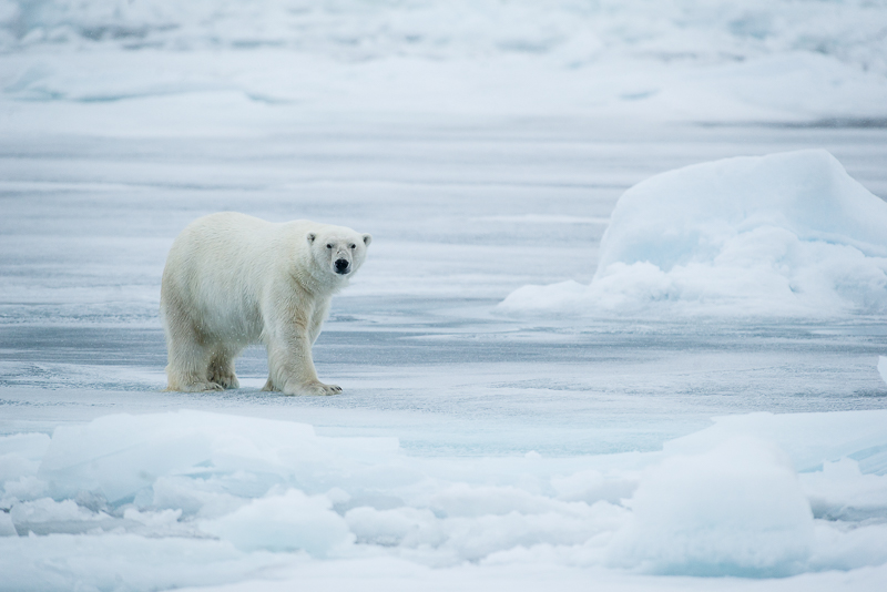 Isbjörn på Svalbard. Foto: Cecilia Rudengren