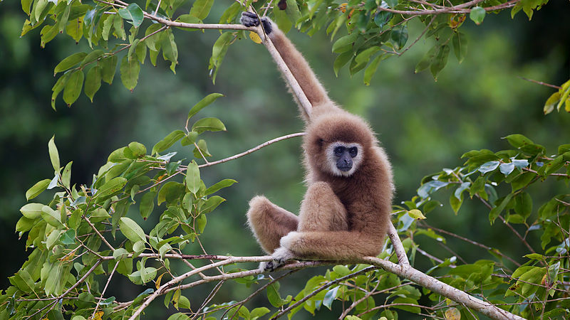 Vithandad gibbon. Foto: JJ Harrison via Wikimedia