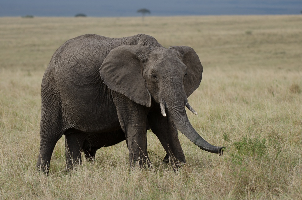 Afrikansk savannelefant. Foto: Johan Siggesson