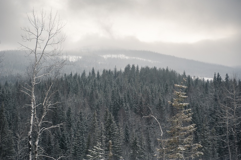 Skog i Vassfaret i Norge. Foto: Marie Mattsson