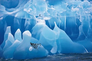 En av mina personliga favoriter ur boken. Bilden föreställer adeliepingviner på mäktigt färgade isberg i Antarktis under en fint avvägd stormfågel. Foto: Cherry Alexander/NHM (1995)