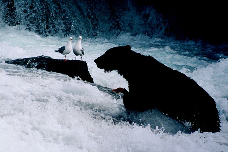 Brunbjörn i Alaska. Foto:  Brocken Inaglory via Wikimedia