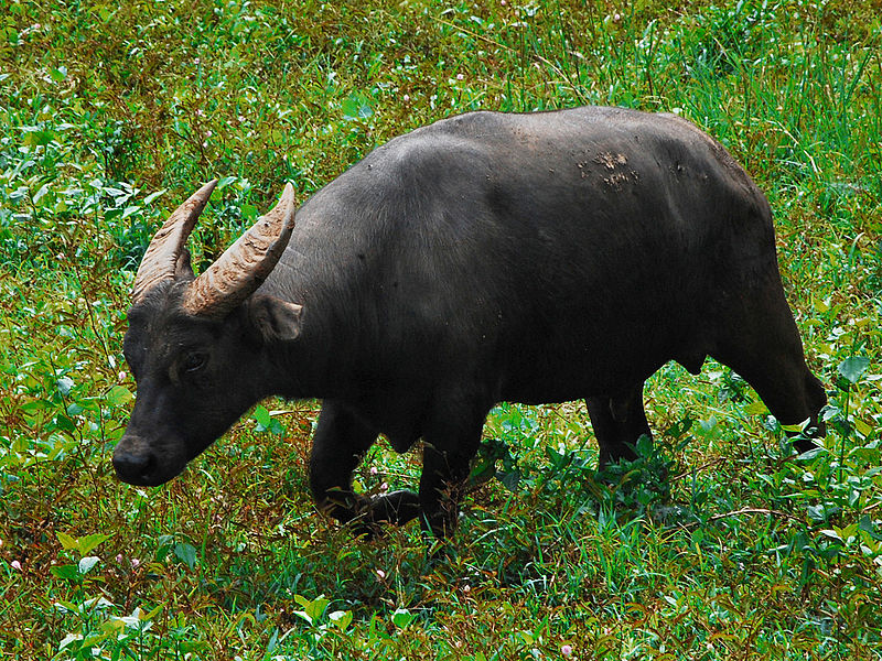 Tamarau eller dvärgvattenbuffel. Foto: Gregg Yan via Wikimedia