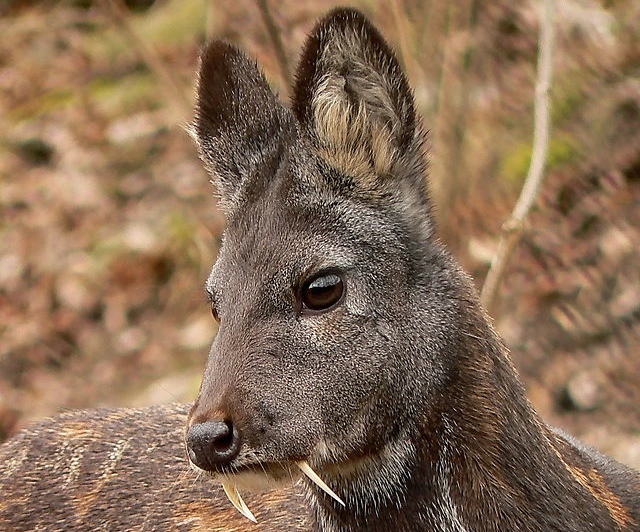 Sibiriskt myskdjur – en nära släkting till kashmir-myskhjorten. Foto: Николай Усик via Wikimedia
