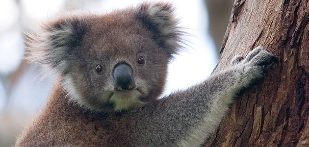 Koala. Foto: Dliff via Wikimedia (Creative commons) http://creativecommons.org/licenses/by-sa/3.0