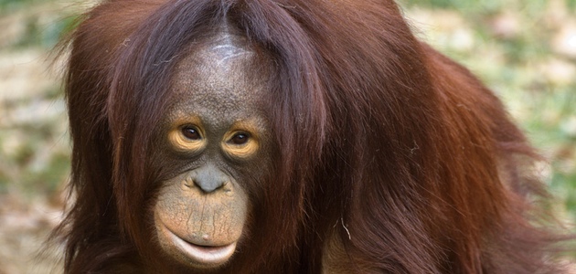 Orangutang. Foto: Su Neko via Flickr http://www.flickr.com/photos/suneko/368008725