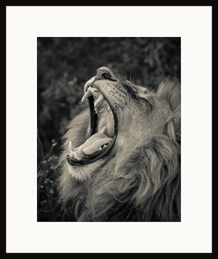 Afrikanskt lejon-Botswana-107x127cm