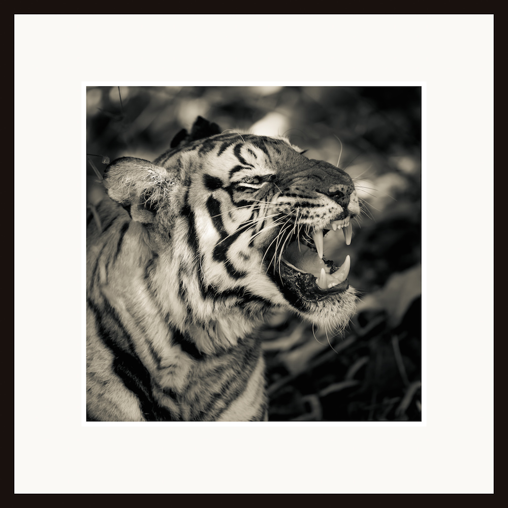 Bengalisk tiger-Indien-107x107cm