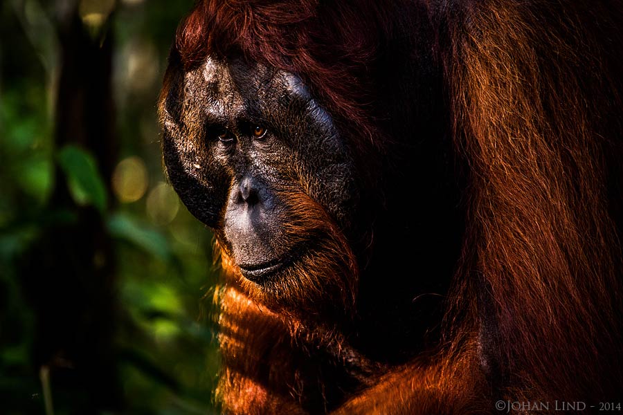 20140701-Orangutang-(c)JohanLind