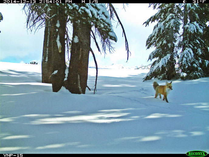 En av kamerafällans bilder på räven i Yosemite. Foto: National Park Service