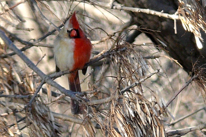 Den berömda, tvekönade kardinalen. Foto: Western Illinois University