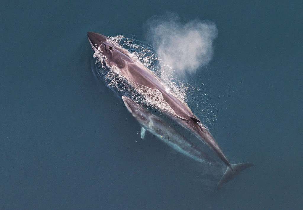 Sejval. Foto: Christin Khan via Wikimedia http://en.wikipedia.org/wiki/Sei_whale#mediaviewer/File:Sei_whale_mother_and_calf_Christin_Khan_NOAA.jpg